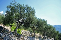 Row-of-Olive-trees-Konavle