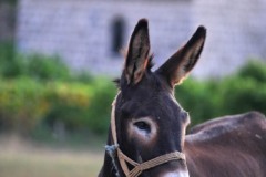 konavle-donkey