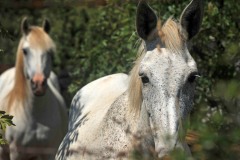 konavle-horses