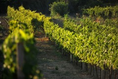 konavle-rows