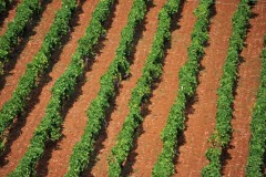 konavle-vines