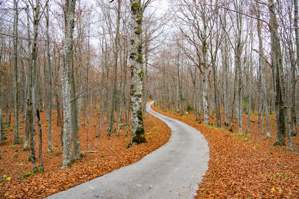 A path winding through leafless trees, the forest floors in covered in bright orange leaves
