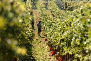 Vineyard in Istria