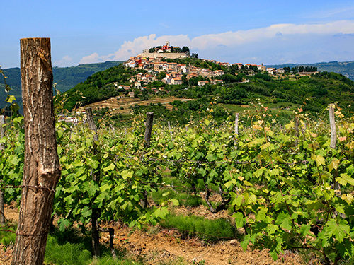 Hill town with rows of vineyards in the background. In the foreground a close up view of vineyards from the ground. 